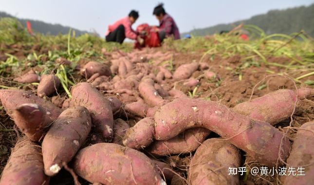 石河子富硒地瓜苗(石河子富硒地瓜苗)-硒宝网