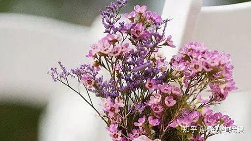 富硒地瓜是紫薯吗（地瓜紫薯富硒是什么东西）-硒宝网