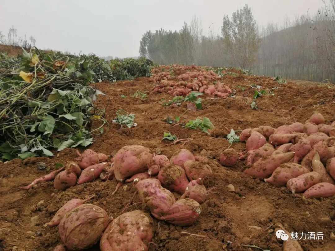 富硒地瓜怎么做汤（富硒地瓜的做法）-硒宝网