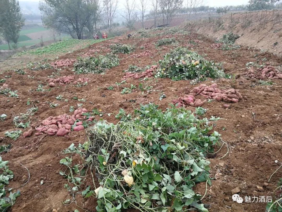 富硒地瓜怎么做汤（富硒地瓜的做法）-硒宝网