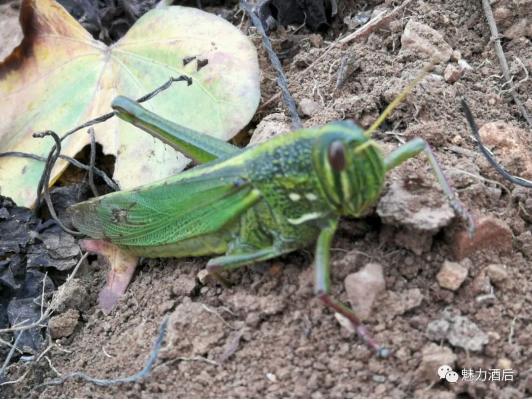 富硒地瓜怎么做汤（富硒地瓜的做法）-硒宝网
