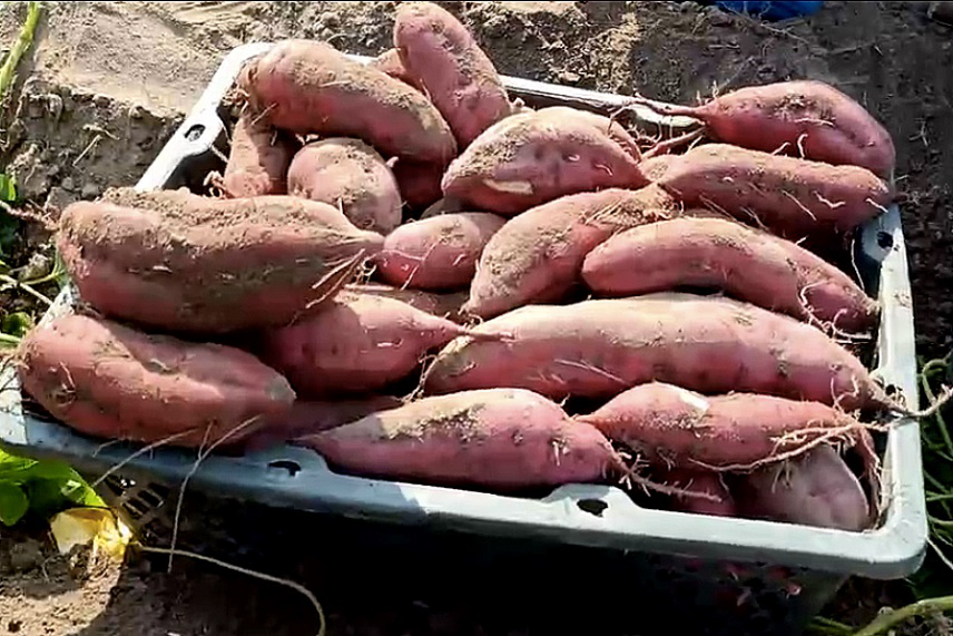 富硒地瓜批发价格(富硒地瓜苗哪里有卖)-硒宝网