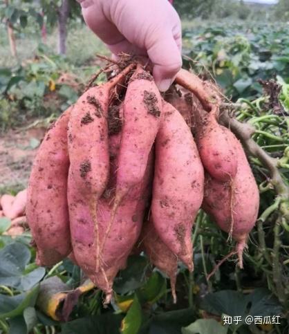 富硒地瓜多钱一斤（富硒地瓜真的含硒吗）-硒宝网