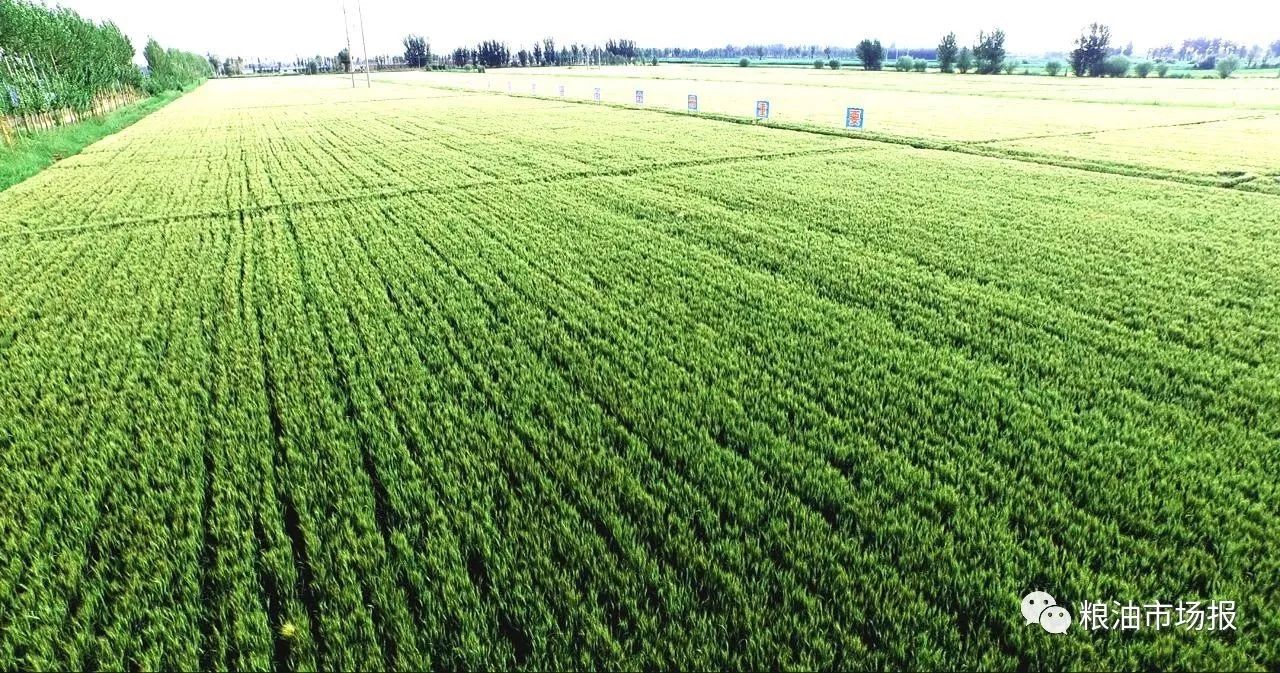 富硒面粉加工工艺(面粉加工工艺富硒的作用)-硒宝网