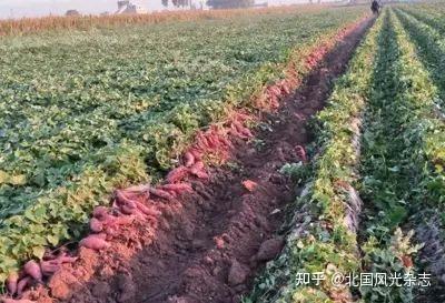 密薯是富硒地瓜吗（富硒蜜薯是转基因的吗）-硒宝网