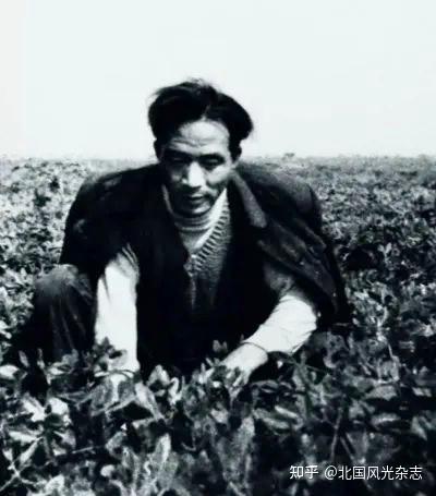 密薯是富硒地瓜吗（富硒蜜薯是转基因的吗）-硒宝网