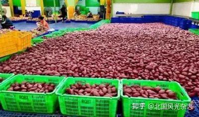 密薯是富硒地瓜吗（富硒蜜薯是转基因的吗）-硒宝网