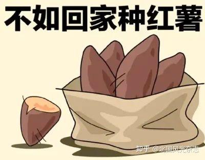 密薯是富硒地瓜吗（富硒蜜薯是转基因的吗）-硒宝网