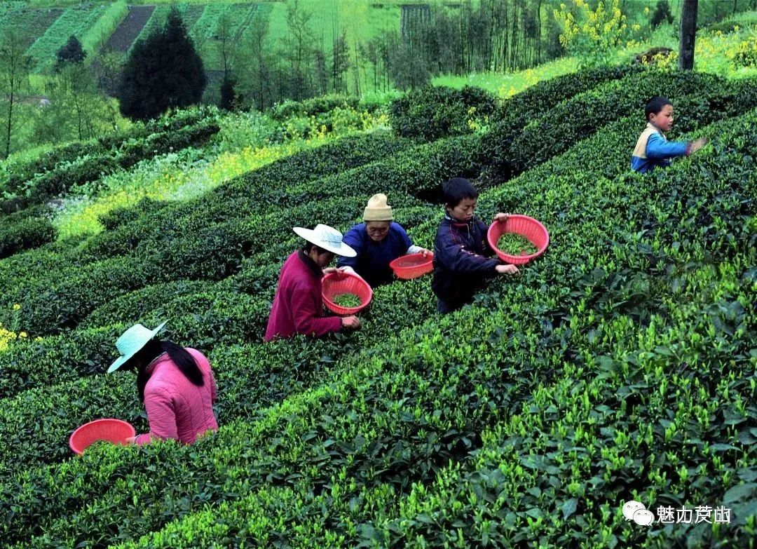 富硒山药红曲面粉（富硒山药挂面）-硒宝网