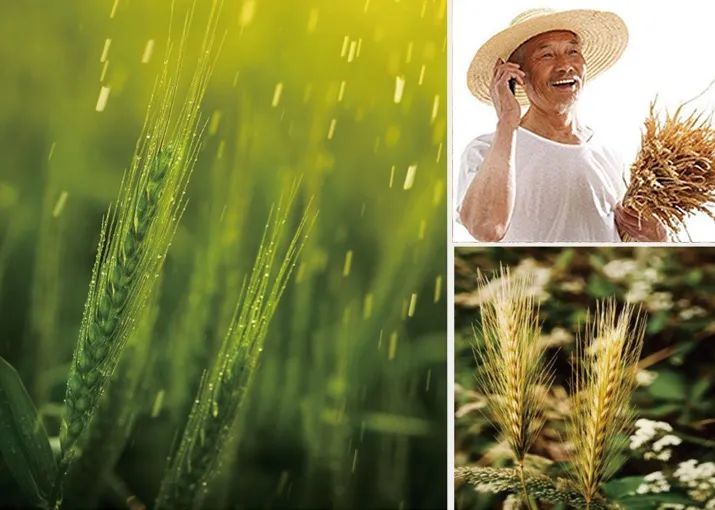 富硒面粉很硬吗吗(富硒面粉是低筋面粉吗)-硒宝网