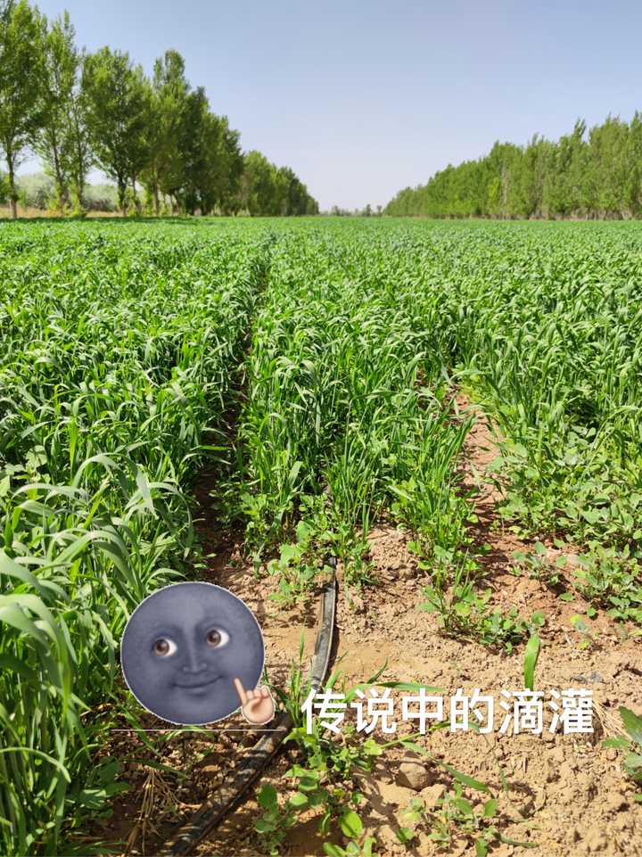 富硒小麦面粉观摩（富硒小麦面粉多少钱一斤）-硒宝网