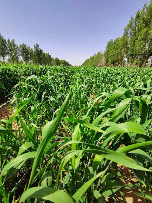 富硒小麦面粉观摩（富硒小麦面粉多少钱一斤）-硒宝网