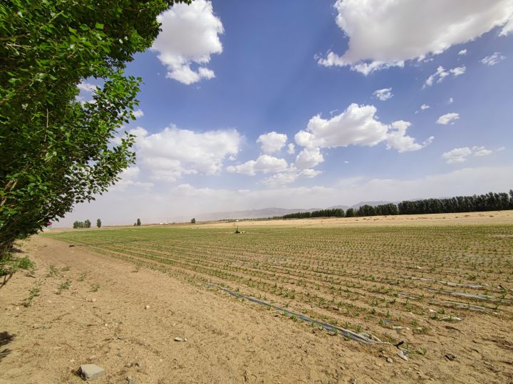 富硒小麦面粉观摩（富硒小麦面粉多少钱一斤）-硒宝网