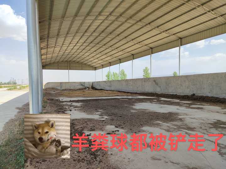 富硒小麦面粉观摩（富硒小麦面粉多少钱一斤）-硒宝网