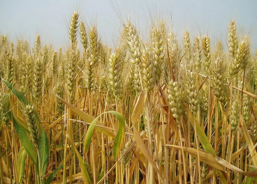 乌达富硒面粉标准(富硒面粉和普通面粉有什么区别)-硒宝网