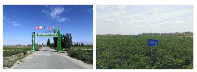 新疆富硒小麦面粉(富硒小麦面粉多少钱一斤)-硒宝网