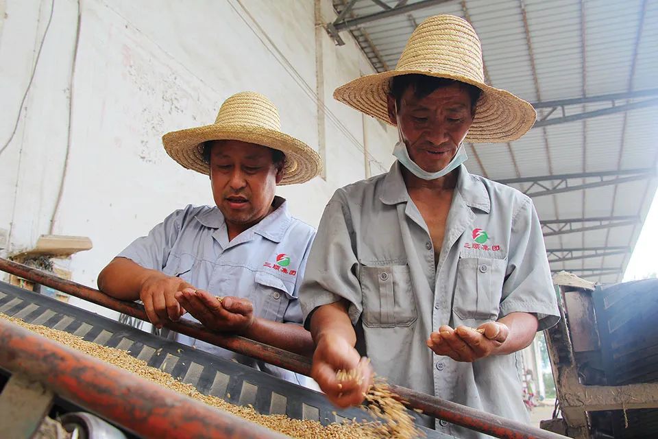 富硒面粉加工工艺(富硒面粉怎么做好吃)-硒宝网