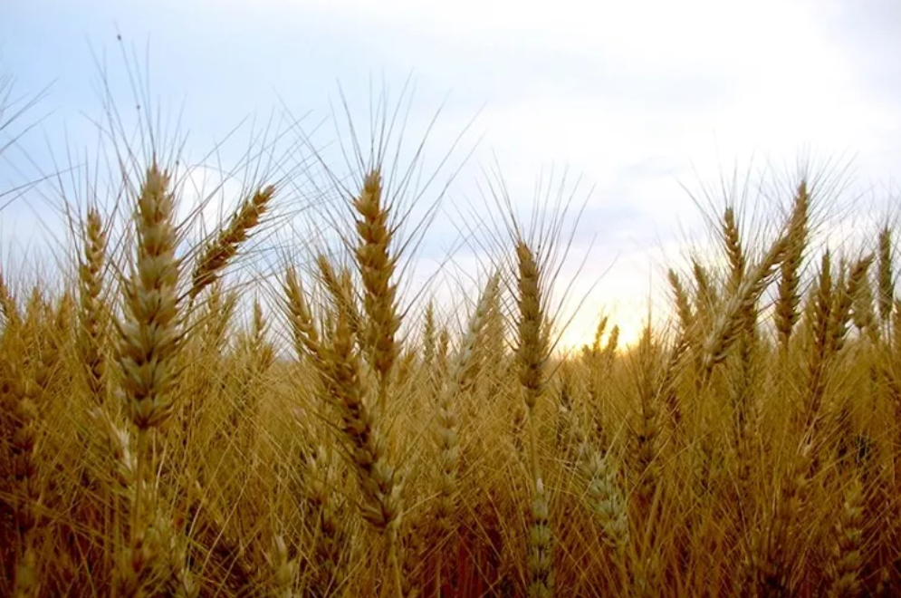 富硒面粉加工工艺(面粉加工工艺富硒粉的作用)-硒宝网