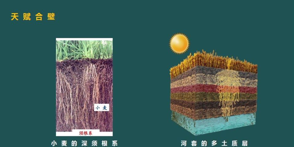 富硒面粉加工工艺(面粉加工工艺富硒粉的作用)-硒宝网