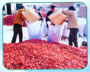 内蒙富硒小麦面粉(富硒小麦品种)-硒宝网