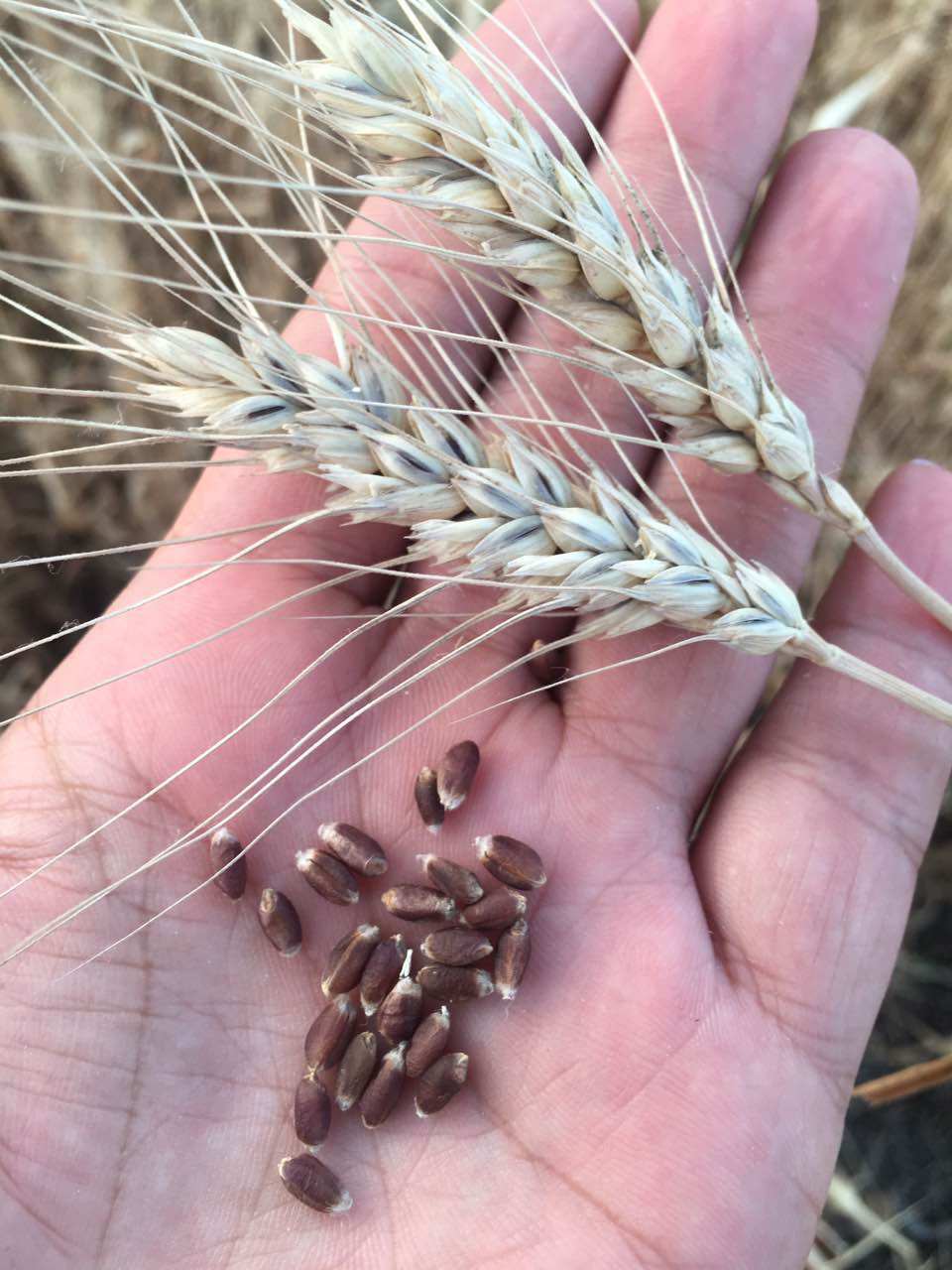 富硒面粉检测指标（富硒面粉和普通面粉有什么区别）-硒宝网