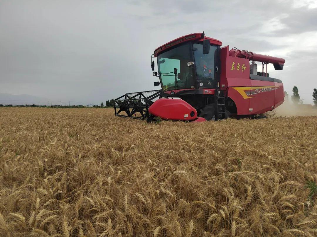 新疆富硒面粉品牌(新民富硒面粉)-硒宝网