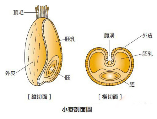 富硒营养膳食面粉（面粉含硒好吗）-硒宝网