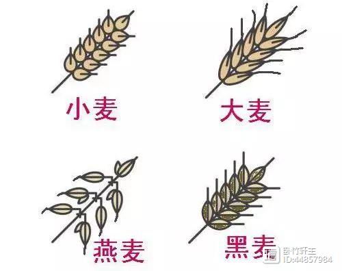 新疆富硒黑麦面粉(富硒黑麦面粉做什么吃)-硒宝网