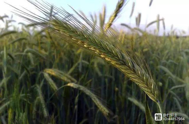 新疆富硒黑麦面粉(富硒黑麦面粉做什么吃)-硒宝网