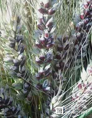 新疆富硒黑麦面粉(富硒黑麦面粉做什么吃)-硒宝网