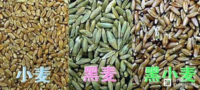 新疆富硒黑麦面粉(富硒黑麦面粉做什么吃)-硒宝网