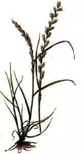 新疆富硒黑麦面粉(富硒黑麦面粉做什么吃)-硒宝网