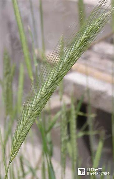 新疆富硒黑麦面粉(富硒黑麦面粉做什么吃)-硒宝网