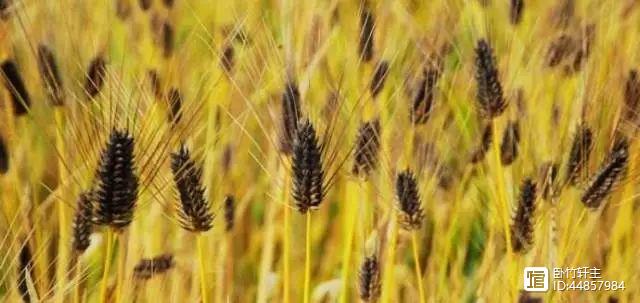 新疆富硒黑麦面粉(富硒黑麦面粉做什么吃)-硒宝网