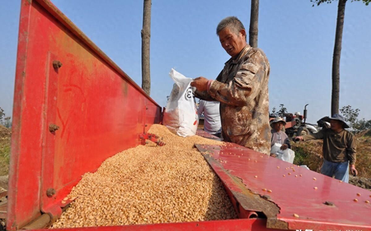临沂富硒面粉价格(富硒面粉和普通面粉有什么区别)-硒宝网
