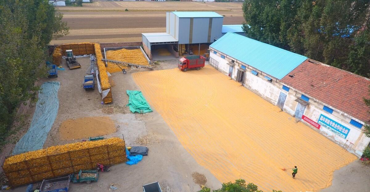 临沂富硒面粉价格(富硒面粉和普通面粉有什么区别)-硒宝网