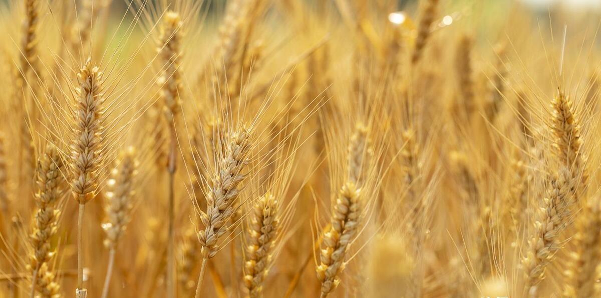 临沂富硒面粉价格(富硒面粉和普通面粉有什么区别)-硒宝网