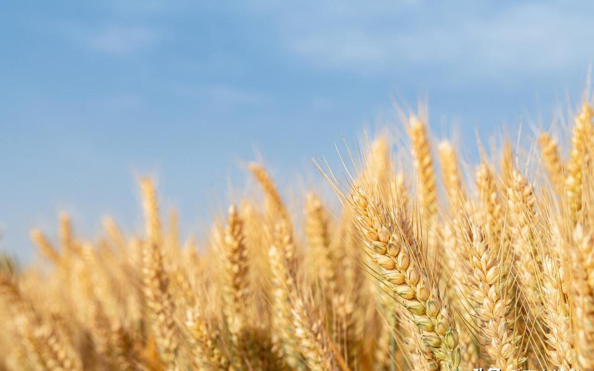 临沂富硒面粉价格(富硒面粉和普通面粉有什么区别)-硒宝网