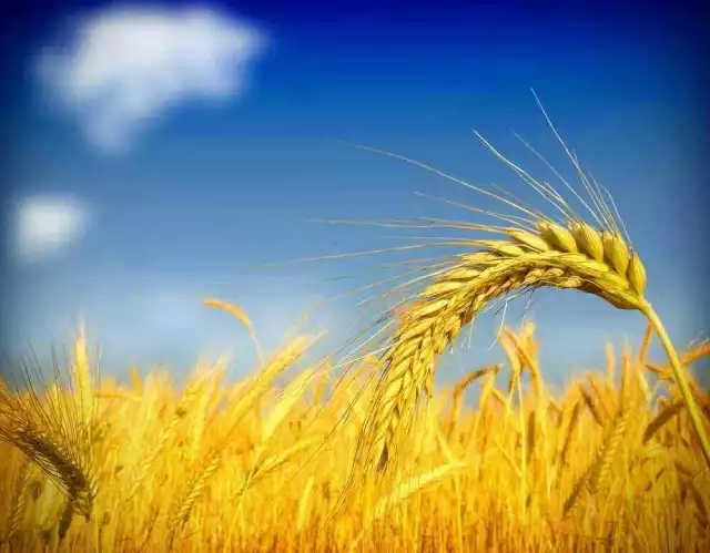 富硒面粉价格多少(富硒面粉生产企业)-硒宝网