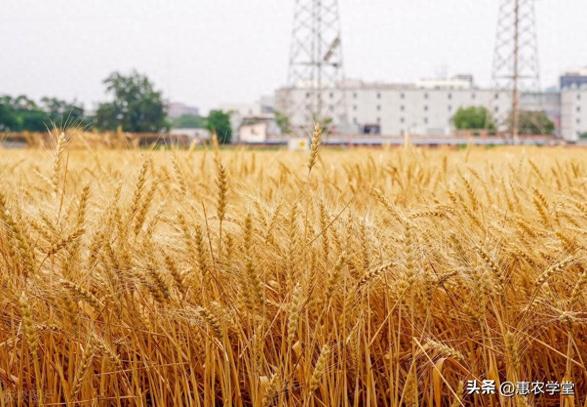 吉林富硒面粉价格(吉林富硒米多少钱一斤)-硒宝网