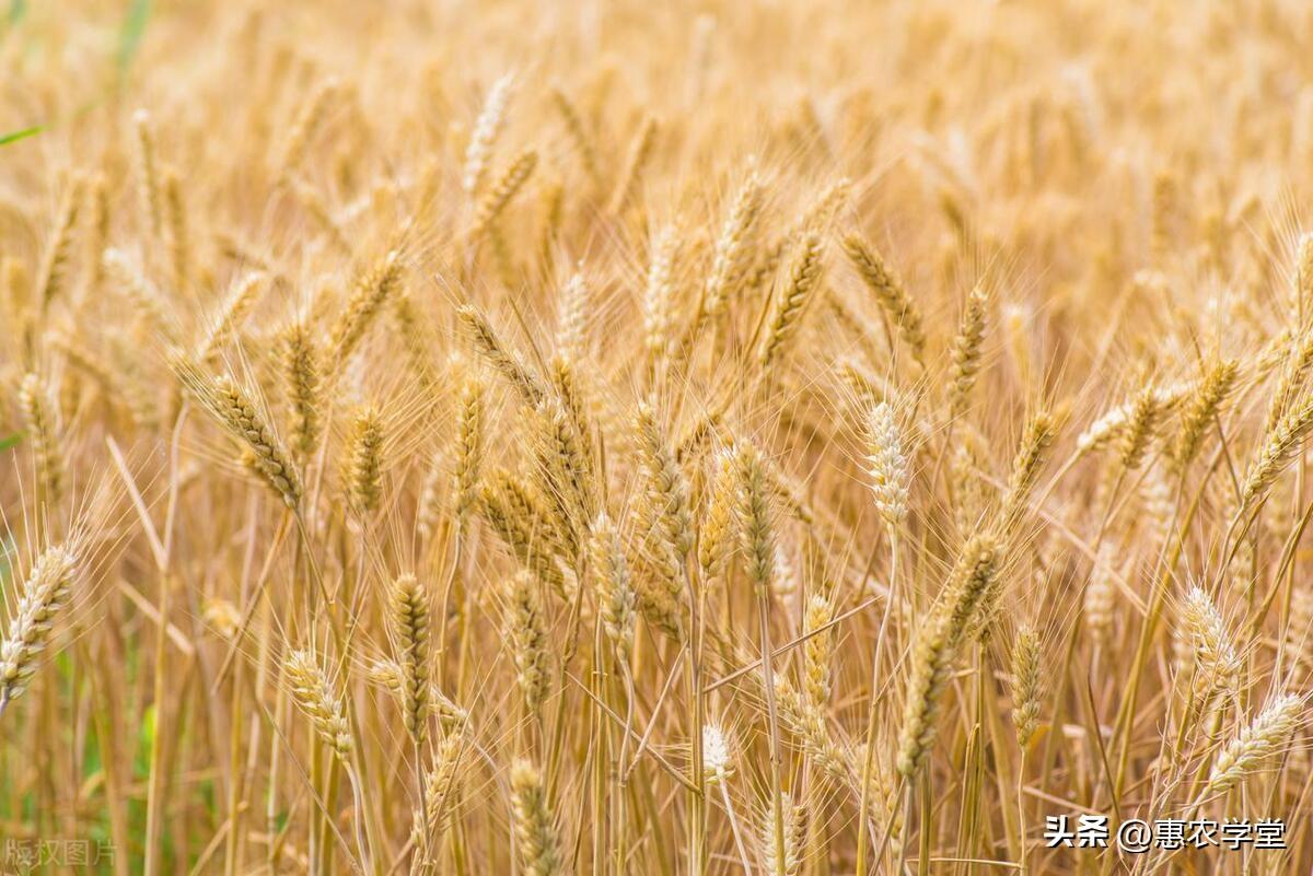 吉林富硒面粉价格(吉林富硒米多少钱一斤)-硒宝网