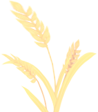 宁夏富硒小麦面粉(富硒小麦粉的硒含量)-硒宝网