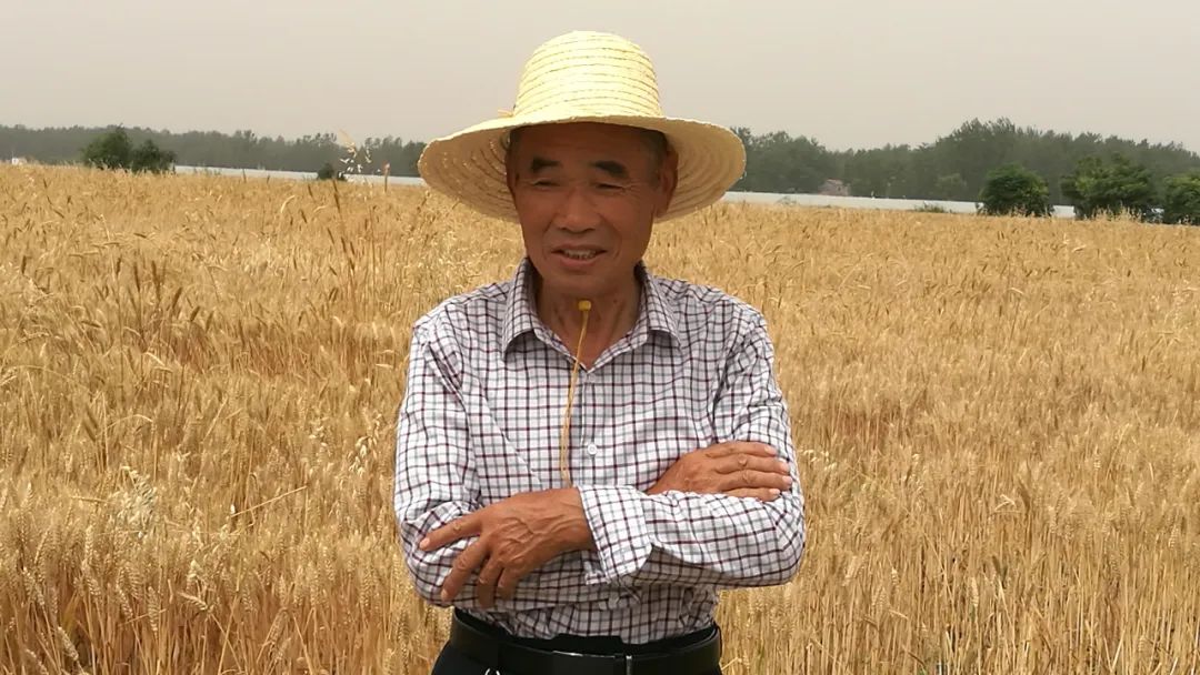 陕西富硒小麦面粉(富硒小麦产地)-硒宝网