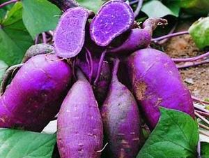 运城富硒面粉商?。ㄔ顺歉晃还?硒宝网