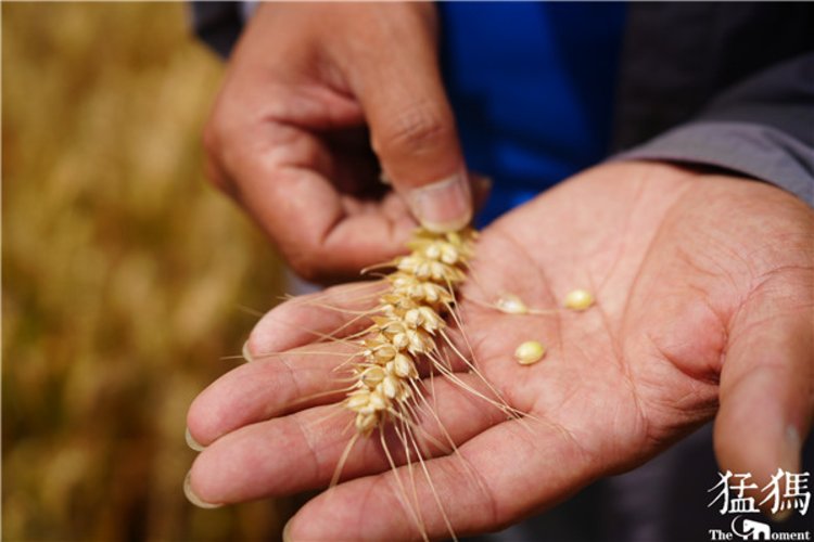 永城富硒面粉价格(富硒面粉生产企业)-硒宝网
