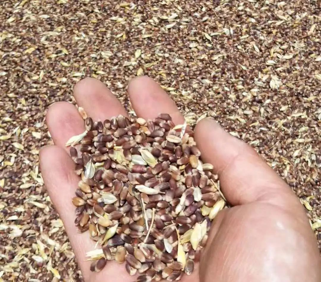 甘肃富硒小麦面粉(富硒小麦怎样才能合格标准)-硒宝网