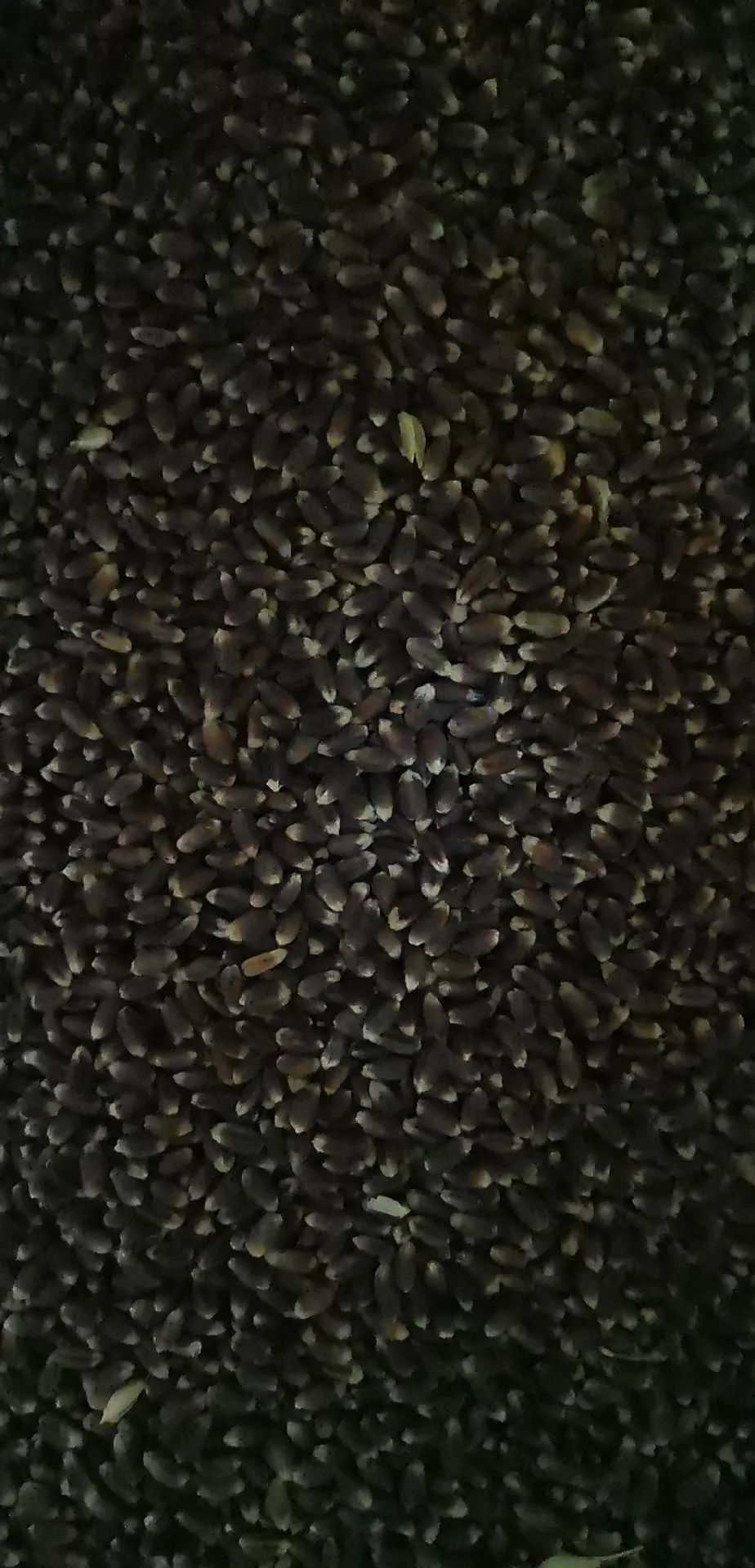 甘肃富硒小麦面粉（小麦富硒标准）-硒宝网