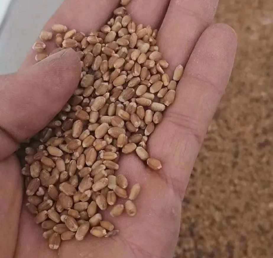 富硒面粉怎样存放（富硒面粉怎么做馒头）-硒宝网