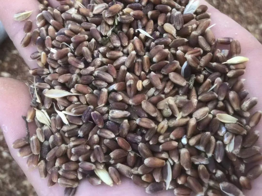 富硒面粉怎样存放（富硒面粉怎么做馒头）-硒宝网