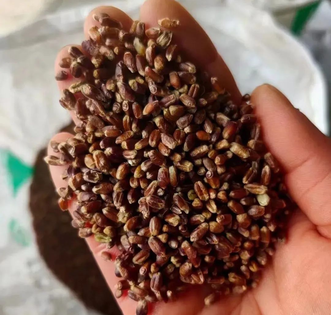 富硒面粉怎样存放（富硒面粉怎么做馒头）-硒宝网